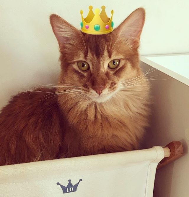 Instagram 写真日記