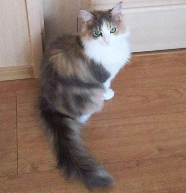 Instagram 写真日記