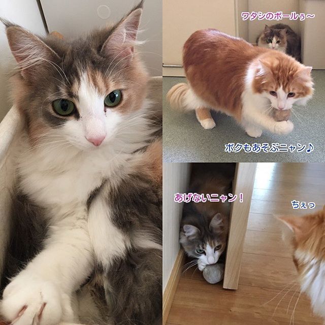 Instagram 写真日記