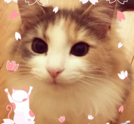 おいしい幸せフォトコンテスト・キャラウェイ