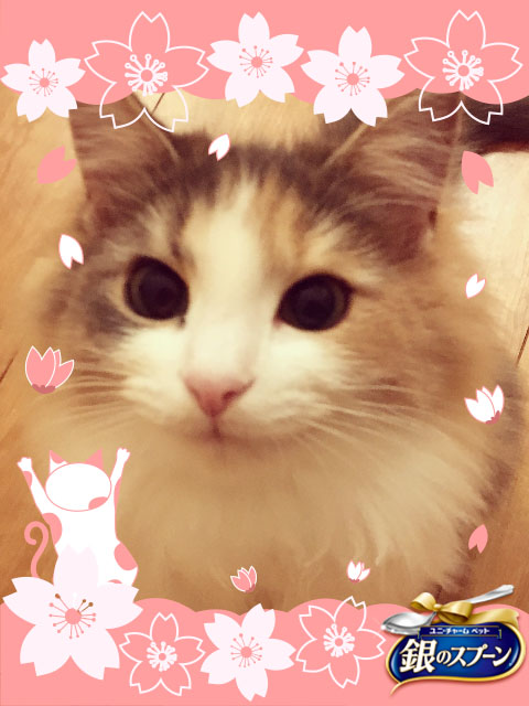 おいしい幸せフォトコンテスト・キャラウェイ