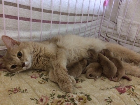 ライトの妹猫メロン