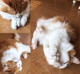 17494788_131564340712818_4074805962442014720_n