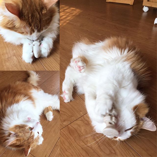 Instagram 写真日記