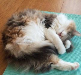 猫のキャラウエイ