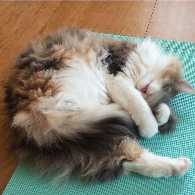 Instagram 写真日記