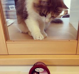 猫のキャラウェイ