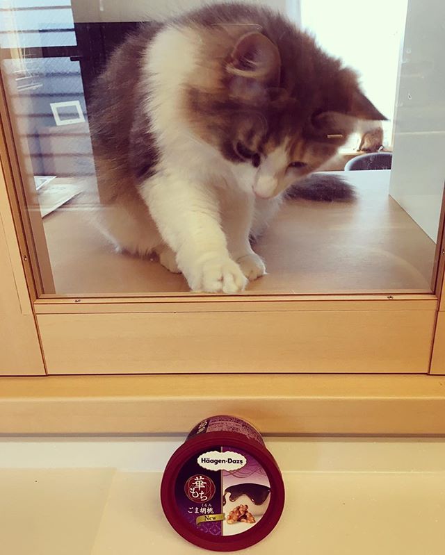 Instagram 写真日記