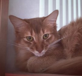 おっさん顔の猫のライト