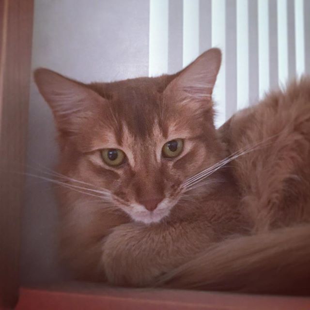 Instagram 写真日記