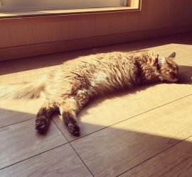 夏日の猫ライト