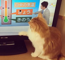 天気予報と猫のラフィエル