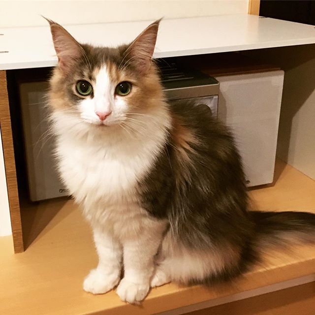 Instagram 写真日記