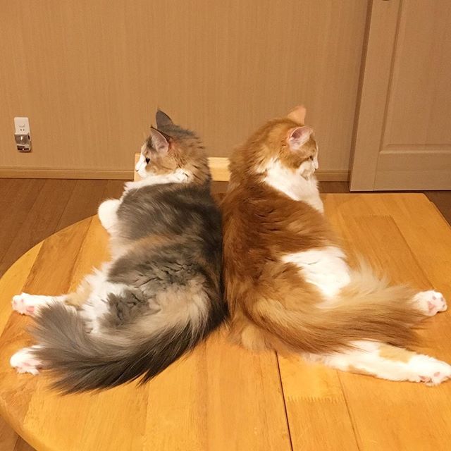 Instagram 写真日記