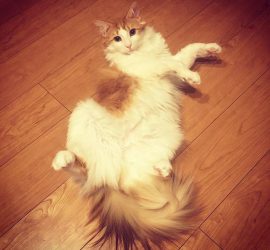 踊る猫ラフィエル