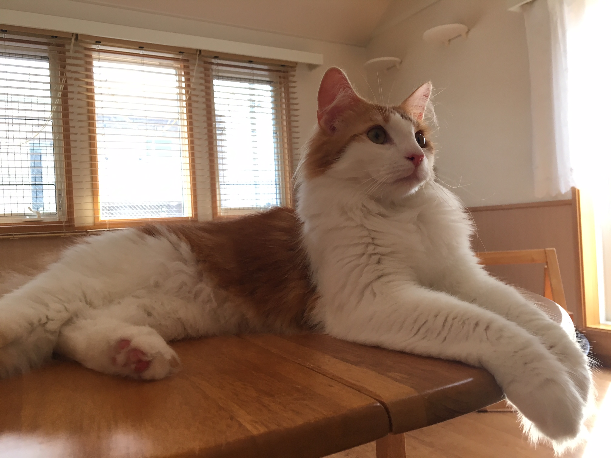 猫のラフィエル