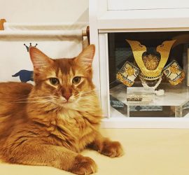 兜と猫のライト