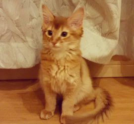 1年前の猫のライト