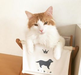 18253190_419674545078640_4212753392797220864_n