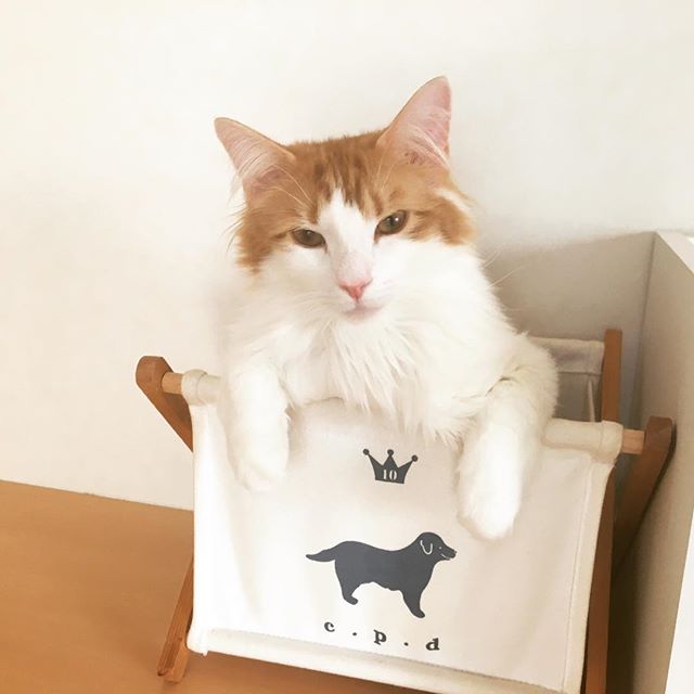 Instagram 写真日記