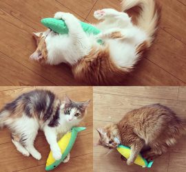 お魚けりぐるみと猫たち