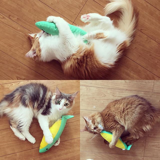 Instagram 写真日記