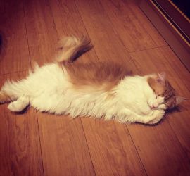 猫のラフィエル寝姿