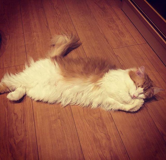 Instagram 写真日記