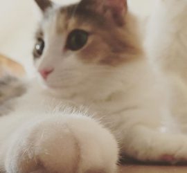 猫のキャラウェイ