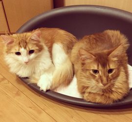 猫のラフィエルとライト