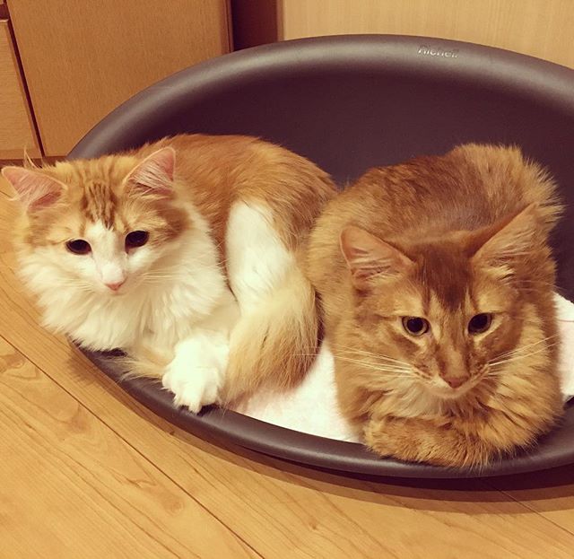 Instagram 写真日記