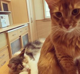 猫のライトとキャラウェイ