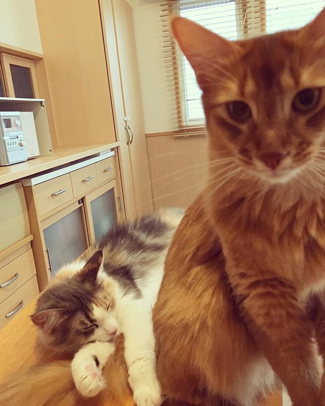 Instagram 写真日記