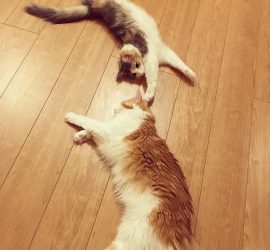 猫のキャラウェイとラフィエル