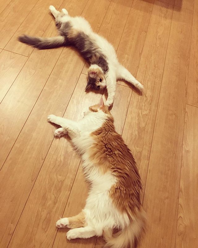 Instagram 写真日記