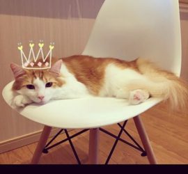 イスの上の猫のラフィエル