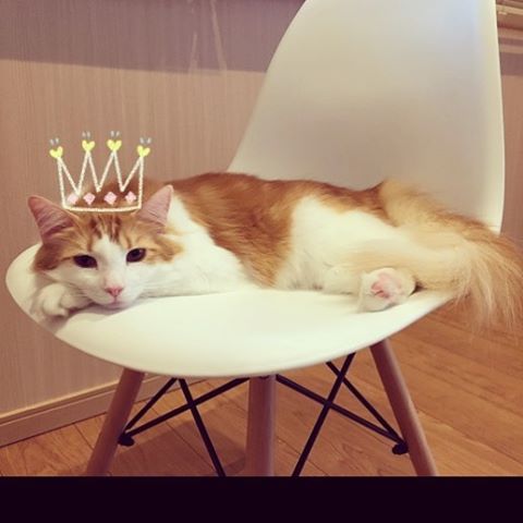 Instagram 写真日記