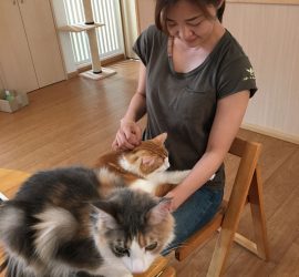 パワージュエル施術中の猫モテタイム