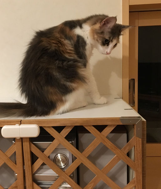 ミニコンポラックと猫のキャラウェイ