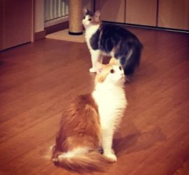 雷にビビる猫のキャラウェイとラフィエル