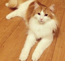 いたずらして怒られた猫のラフィエル