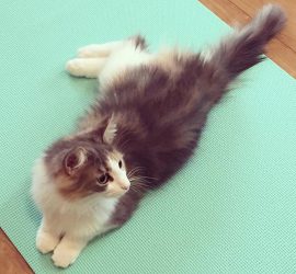 ヨガマットの上の猫のキャラウェイ