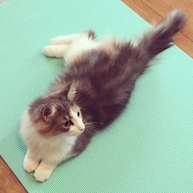 Instagram 写真日記