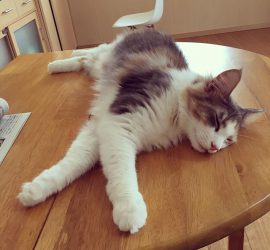 お昼寝中の猫のキャラウェイ