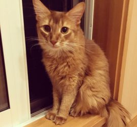 夜のニャルソック中の猫のライト