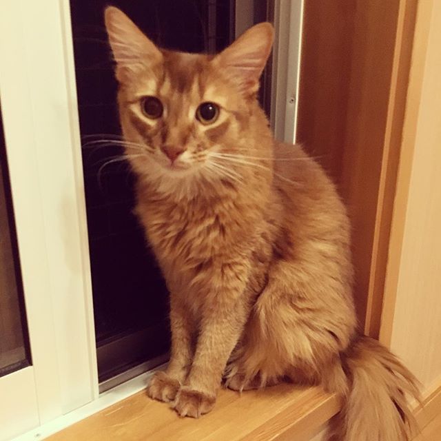 Instagram 写真日記