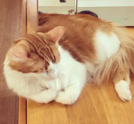 腕組みで居眠りする猫のラフィエル