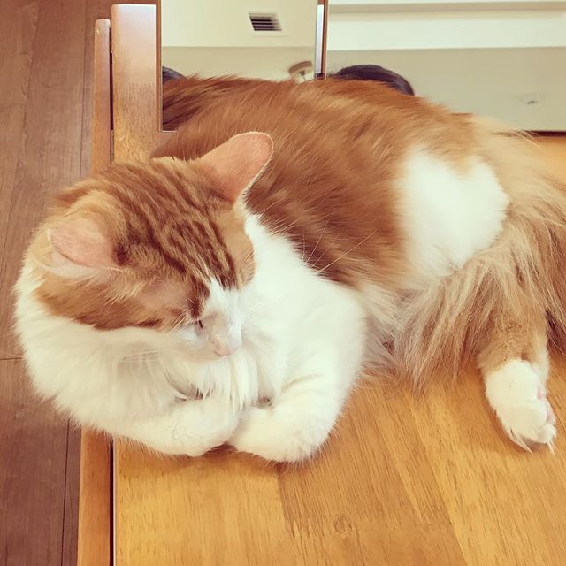 Instagram 写真日記