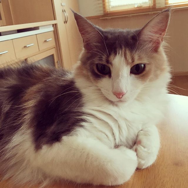 Instagram 写真日記