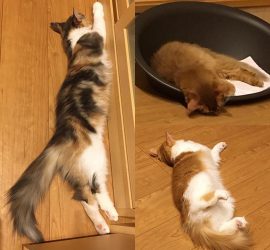 夜更けに寝落ちの３匹の猫たち